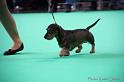 Crufts2011_2 895